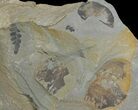 Fossil Fern (Neuropteris & Macroneuropteris) Plate - Kentucky #142435-1